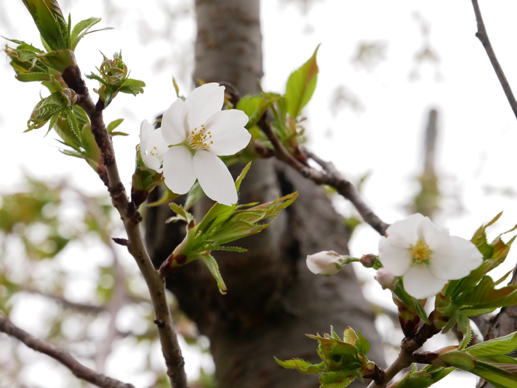 桜　その4