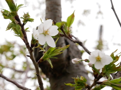 桜　その4
