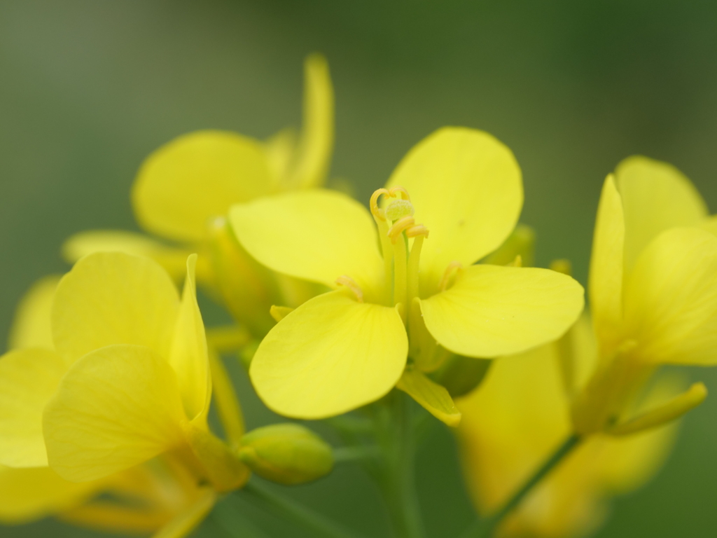 ナノハナ　その6