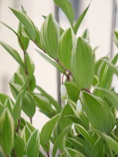 ナルコラン　その3