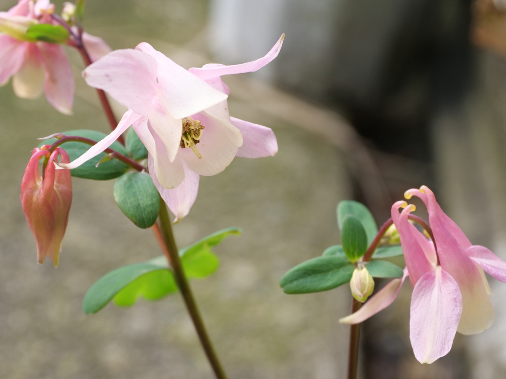 オダマキ　その8