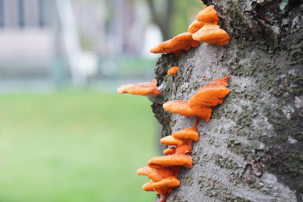 ヒイロタケ　その1