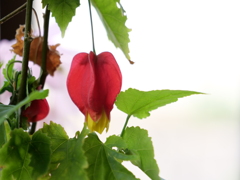 チロリアンランプ　その6