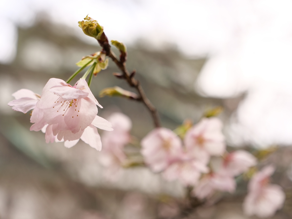 名古屋城　その18