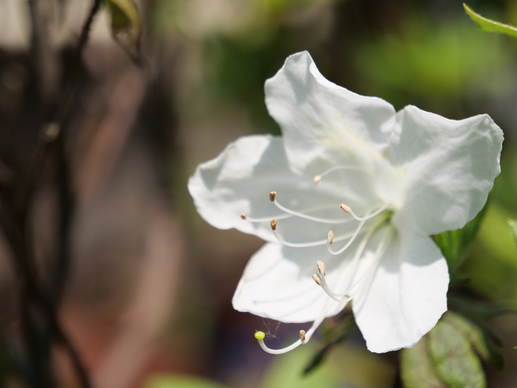 ツツジ　その16