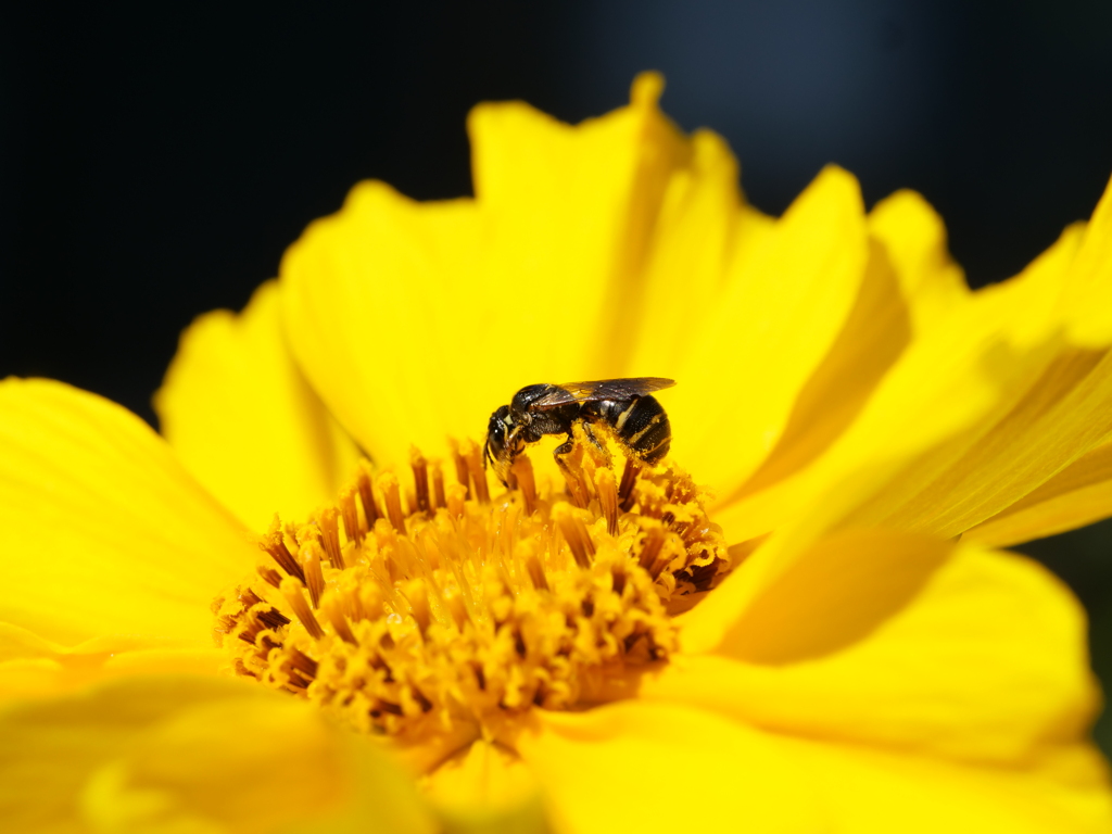 ハナバチ　その1