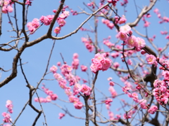 梅・兼六園　その7