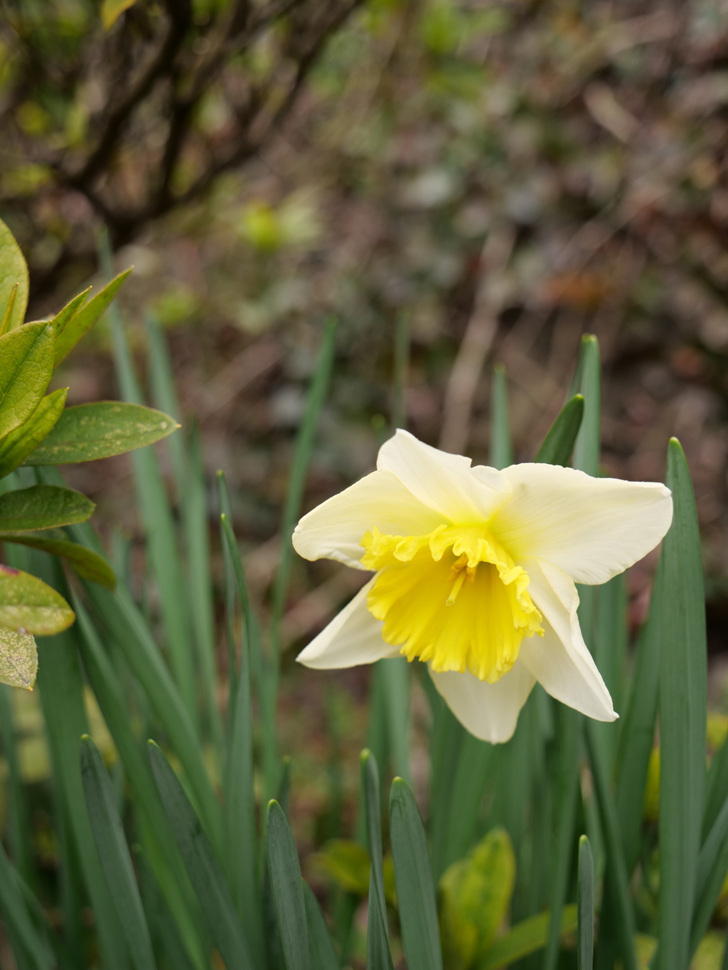 スイセン　その1