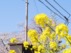 ナノハナ　その3