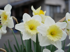 スイセン　その3