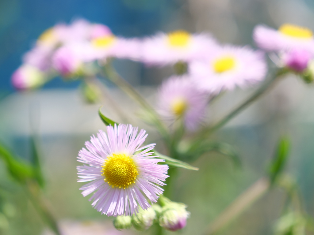 ハルジオン　その5