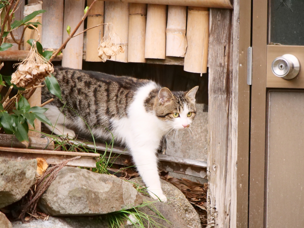 のら猫　その5