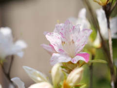 ノトキリシマ　その8