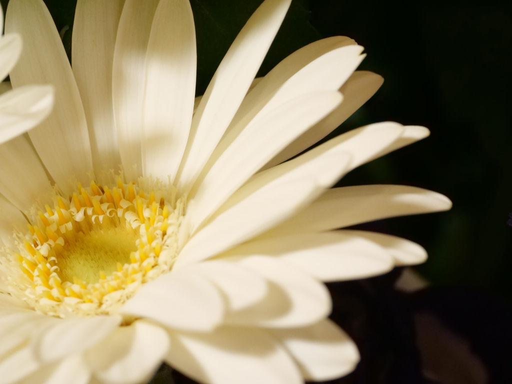 ガーベラ　その1