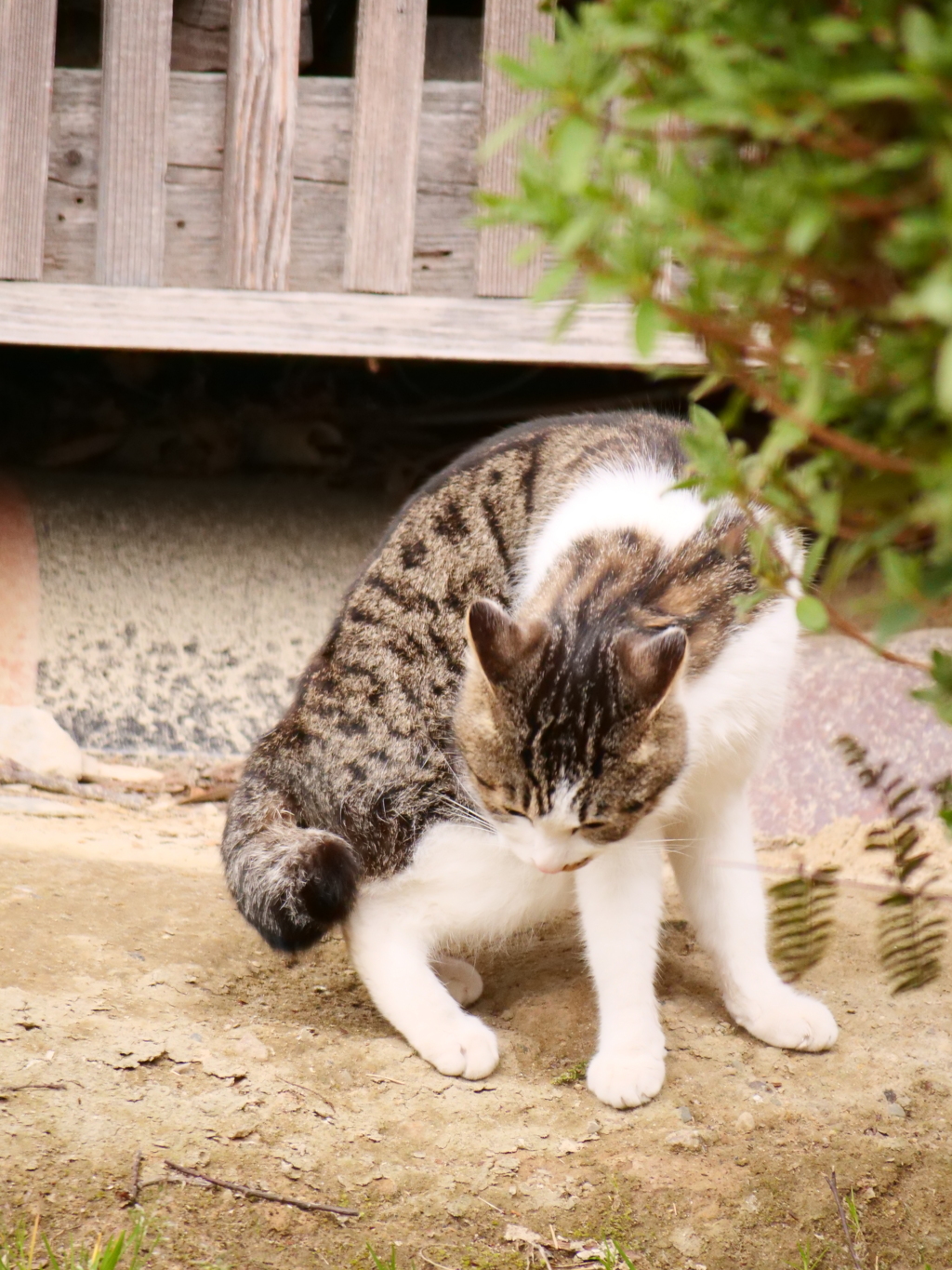 のら猫　その4
