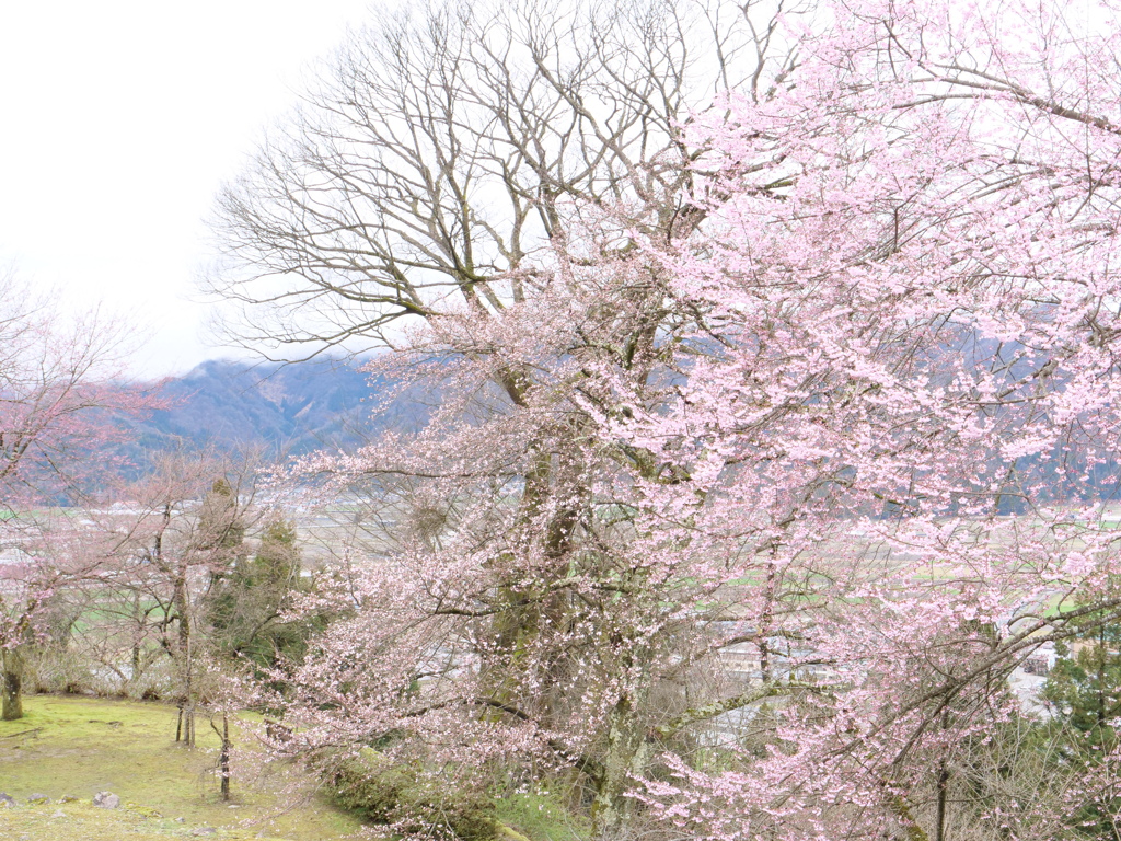 越前大野城　その7