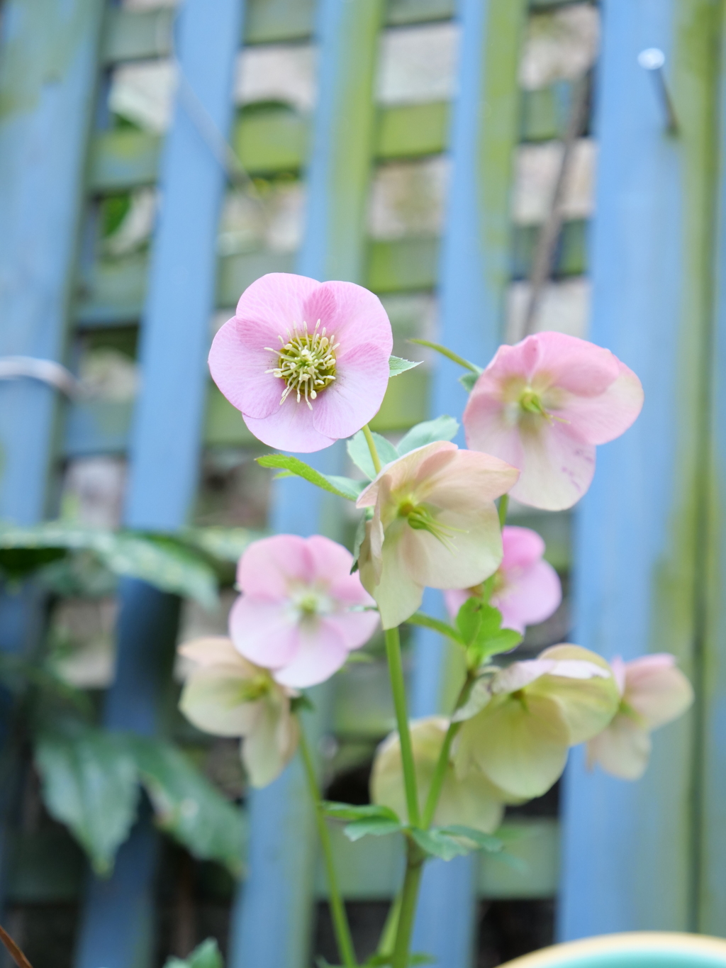 レンテンローズ　その2