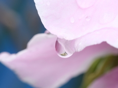 草花と水　その4