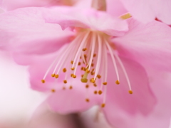 河津桜　その11