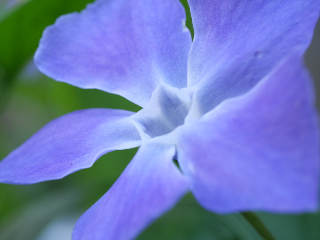 ツルニチニチソウ　その2