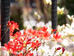 ノトキリシマ　その17