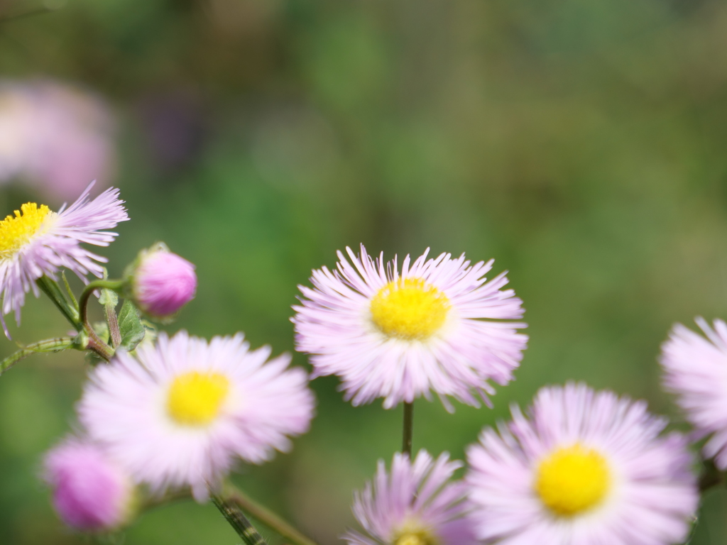 ハルジオン　その3