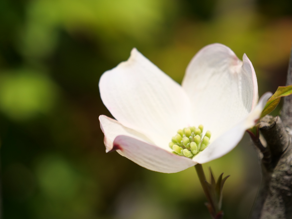 ハナミズキ　その2