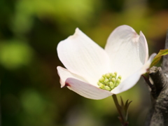 ハナミズキ　その2