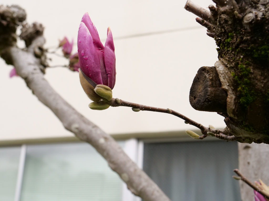 モクレン　その4