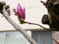 モクレン　その4