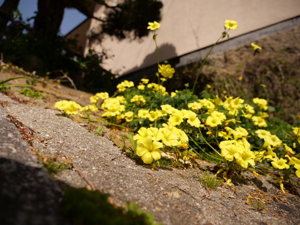 カタバミ　その1