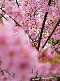 河津桜　その10