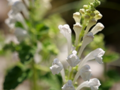 シロバナタツナミソウ　その2