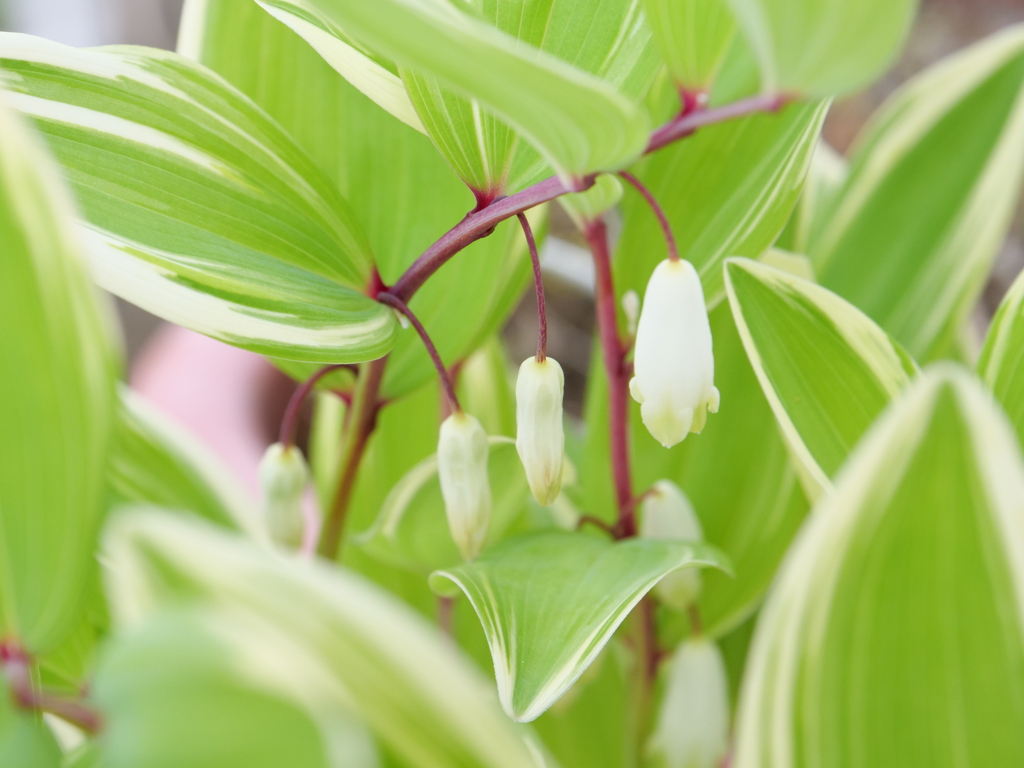 ナルコラン　その4