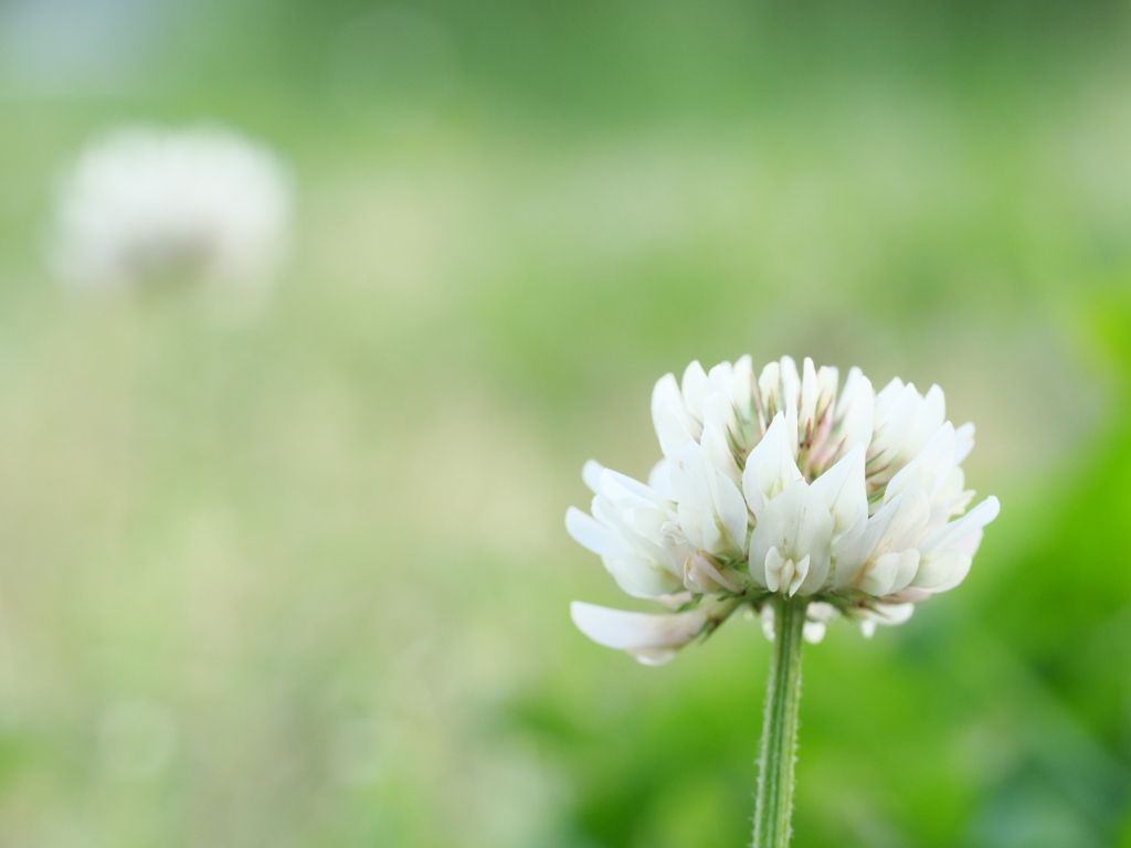 シロツメクサ　その1
