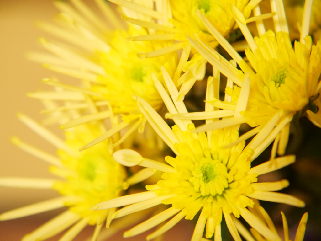 スプレーマム　その1