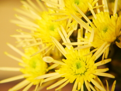 スプレーマム　その1