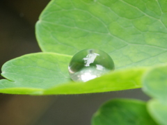 草花と水　その6