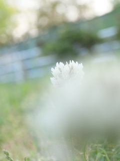 シロツメクサ　その2