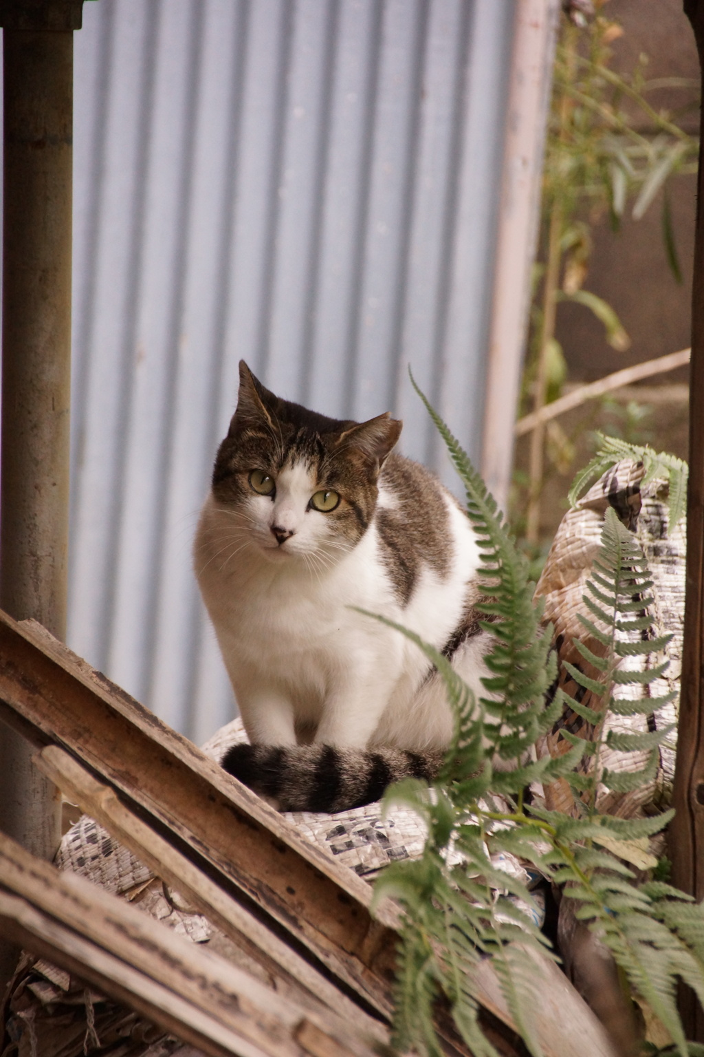 のら猫　その2