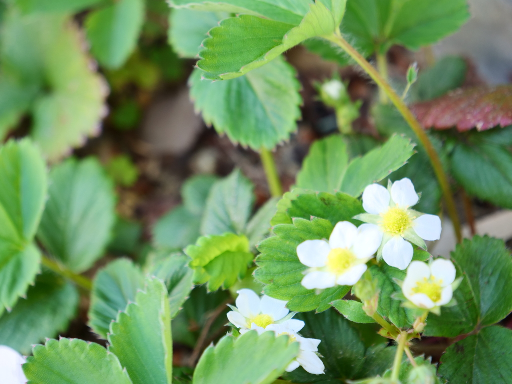 エゾヘビイチゴ　その1