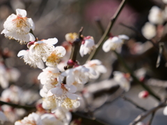 梅・兼六園　その14