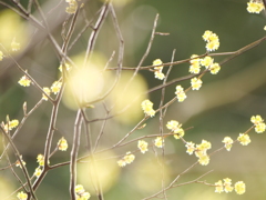 アブラチャン　その1