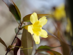 カロライナジャスミン　その3