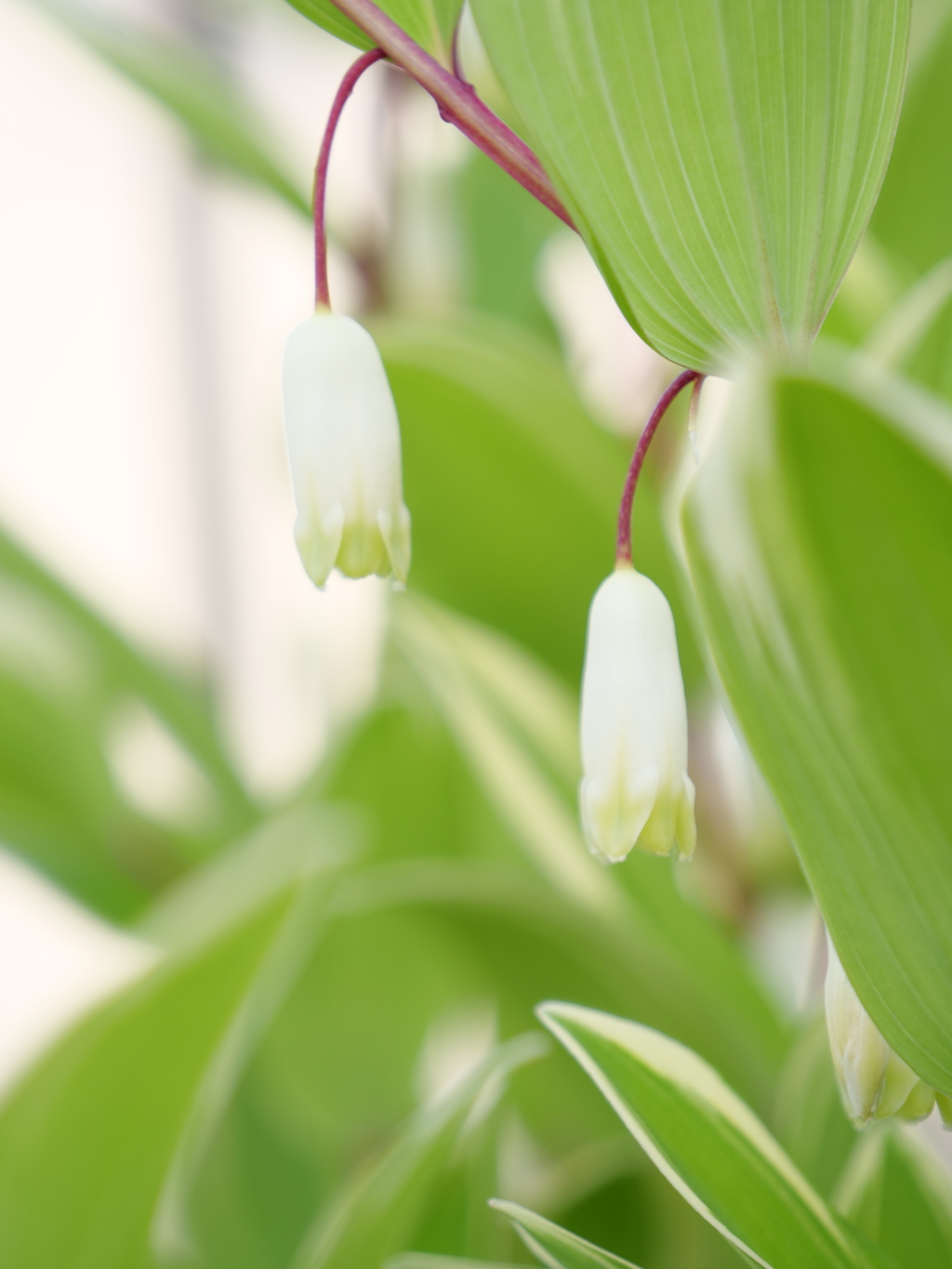 ナルコラン　その2