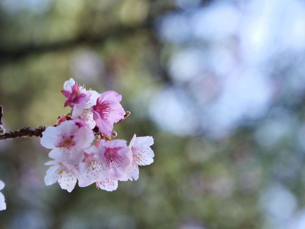 伊勢神宮・倭姫宮　その10