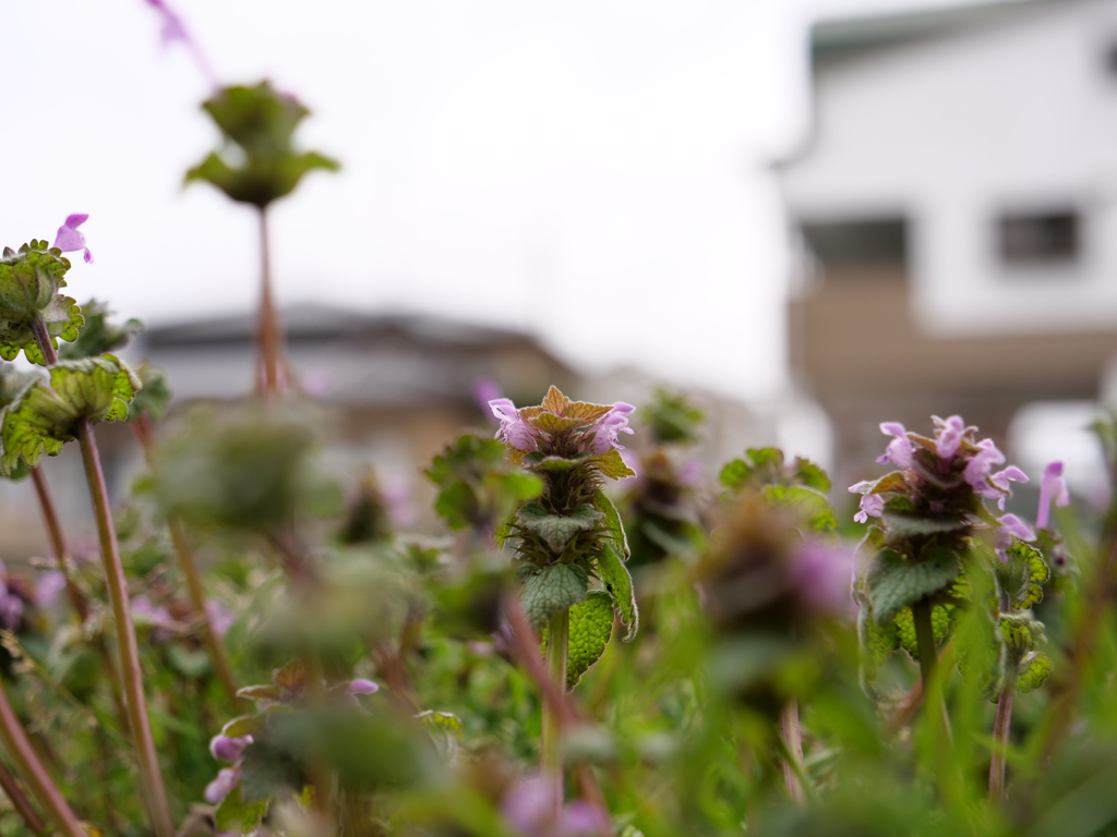 ホトケノザ　その1