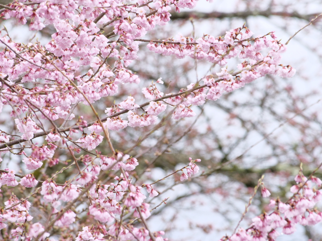 桜　その23