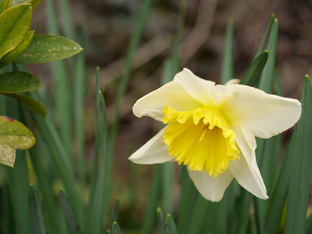 スイセン　その2