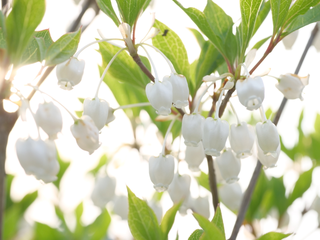 ドウダンツツジ　その7